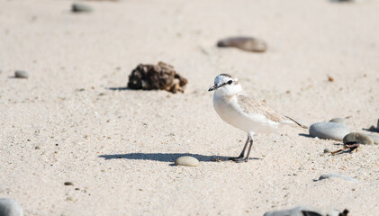 White fronted Plover bird on the beach (Anarhynchus marginatus) non breeding coastal small bird close up Western Cape, South Africa