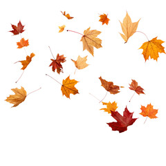 Autumn Leaves Falling &ndash; Scattered Transparent Background PNG

