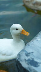 White Duck by the Pond Edge