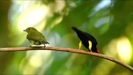 portrait of Red-capped manakin bird courting female
