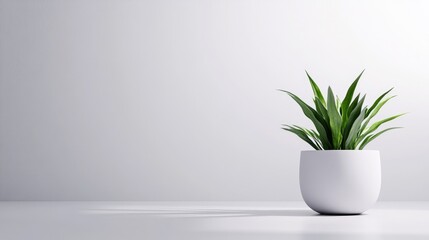 Plant in White Pot Minimalist Style High-Resolution Soft Lighting Wide Shot Simple Design Resting on Surface Bright Neutral Tones Ideal for Home Decor