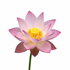 Beautiful Pink Lotus Flower Image