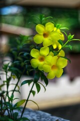 a cluster of vibrant yellow Allamanda flowers, also known as Allamanda cathartica or Golden Trumpet
