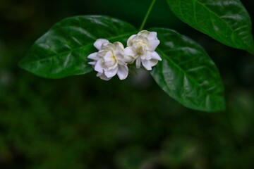 shows two delicate Jasmine flowers (likely Jasminum sambac, also known as Arabian jasmine) blooming on a green leafy stem
