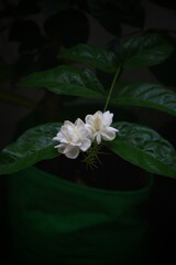 shows two delicate Jasmine flowers (likely Jasminum sambac, also known as Arabian jasmine) blooming on a green leafy stem