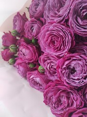 Close-up of a bouquet of fresh purple roses with green buds wrapped in lightweight wrapping paper. Perfect for flower shops, romantic cards and projects related to love and the beauty of flowers.