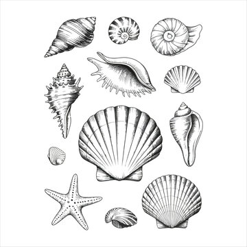 Detailed monochrome pencil drawings of a seashell collection with marine biology and coastal study elements