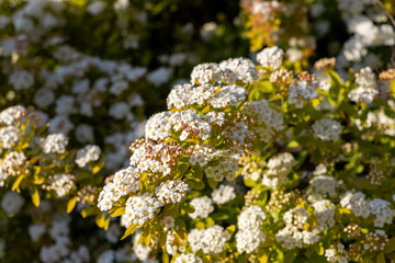 Abundance of small white Spirea flowers in dense clusters are beautifully blooming on a shrub in a sunlit outdoor garden setting