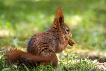 Fressendes Eichhörnchen auf der sonnigen Wiese