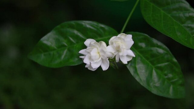 shows two delicate Jasmine flowers (likely Jasminum sambac, also known as Arabian jasmine) blooming on a green leafy stem