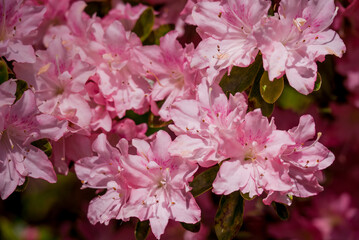 Fototapeta premium Beautiful rhododendrons spring flowers in the park