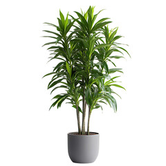 A Tall Potted Dracaena Plant with Long Narrow Green Leaves Isolated on Transparent Background