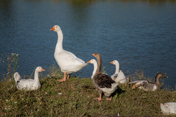 Village Geese Enjoying Nature