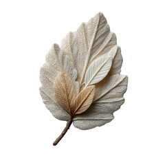 A collection of delicate, dried leaves showcasing beautiful textures and colors. isolated on a white background.