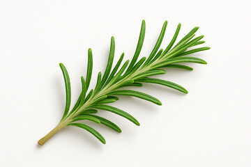 Fototapeta premium A fresh sprig of rosemary on a clean, white background. This aromatic herb is popular in cooking for its distinctive flavor and fragrance. Perfect for culinary or botanical themes.