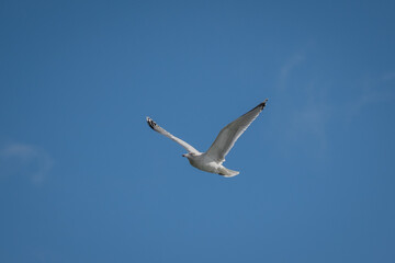 seagull bird in flight in the blue sky above Dunoon, Scotland, UK. These gulls can be a pest and bother people by stealing their food from them.