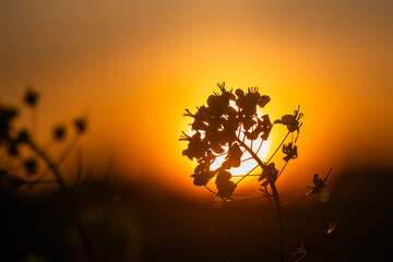 Rapeseed Brassica napus, known as rape field mustard and oilseed  bright-yellow flower with sun setting behind