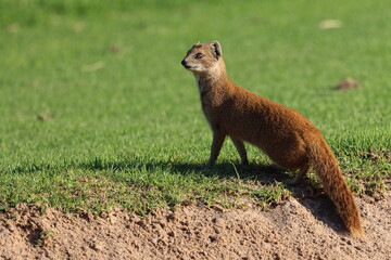 Yellow mongoose on golf course