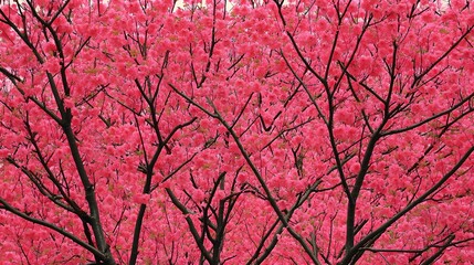 Vibrant Pink Blossom Tree Branches Full Bloom Spring