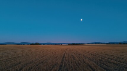 Fototapeta premium Tranquil Night in the Golden Fields Under a Pale Moon