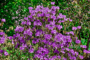 Obraz premium Beautiful rhododendrons spring flowers in the park
