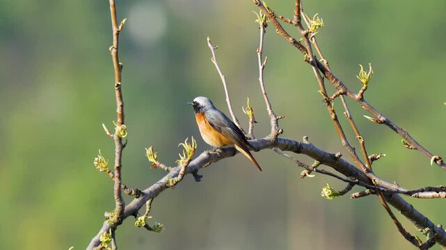 A small bird, the common redstart (Phoenicurus phoenicurus)
