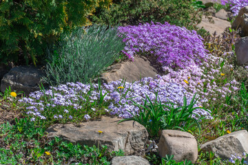 Pink and violet phlox subulate flowers in rock garden. Blooming creeping moss and nature stone for landscape design. Bright beautiful flower covering the ground. Grow carpet phlox subulata in nature.