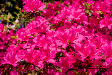 Beautiful rhododendrons spring  flowers in the park