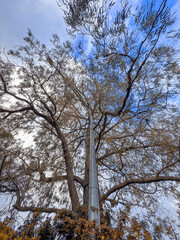 Photograph looking up through the branches and leaves of a large tree that is growing around a roadside light pole in the Blue Mountains in NSW, Australia.