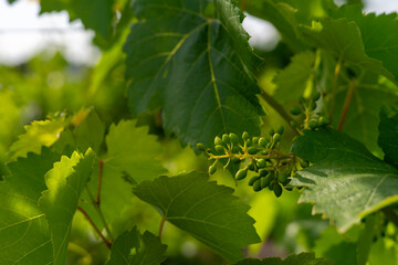 grapes on vine