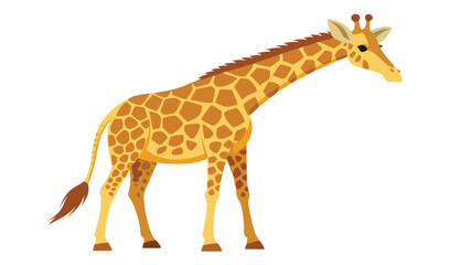 Fototapeta premium Tall Giraffe Lowering Its Neck in a Graceful Motion