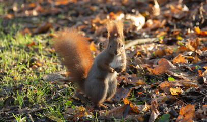 squirrel in the forest