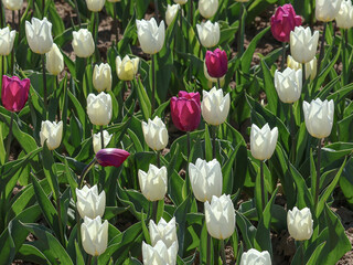 Many white tulips, and among them a few purple tulips