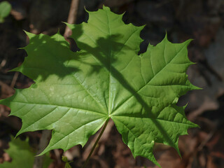A large green maple leaf, in a quiet corner of the forest