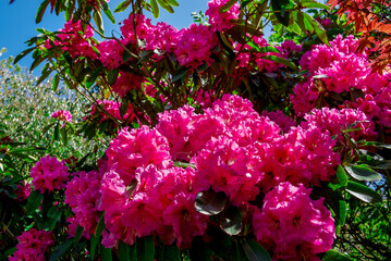 Beautiful rhododendrons spring  flowers in the park
