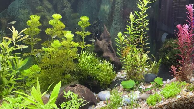 Freshwater aquarium with Poecilia wingei guppy Fish with plants 4k