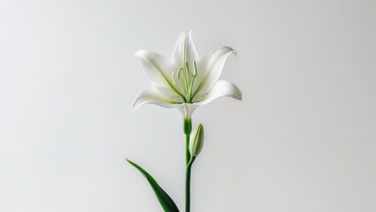 Fototapeta premium White Lily flower bud just starting to open on white background