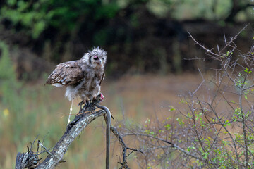 Verreaux's eagle-owl (Ketupa lactea), also commonly known as the milky eagle owl or giant eagle owl with his black mamba prey in Kruger National Park in South Africa