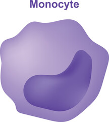 Scientific Designing of Monocyte. Also Known as Leukocyte. The White Blood Cell Structure. Anatomy, biology, science concept vector illustration.