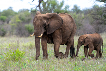 mother and child. Female elephant with her calf walking in Kruger National Park in South Africa