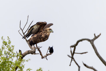 Juvenile bateleur (Terathopius ecaudatus) in Kruger National Park in South Africa