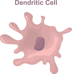 Also known as dendritic cell or accessory cells of immune system phagocytosis and antigen presentation. Anatomy, biology, science concept vector illustration.