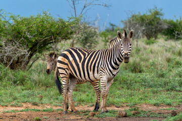 zebra  with foal (Equus burchelli) in the Kruger National Park in South Africa
