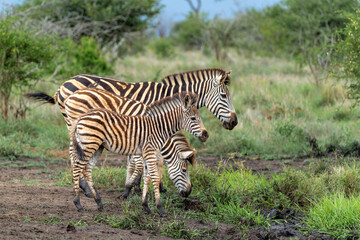 zebra  with foal (Equus burchelli) in the Kruger National Park in South Africa