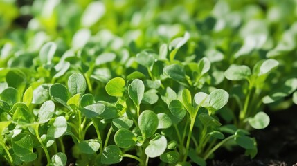 Obraz premium Sprouting alfalfa plants forming a dense green carpet across open farmland