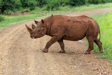 Obraz premium Black rhino, black rhinoceros or hook-lipped rhinoceros (Diceros bicornis) walking in a Game Reserve in South Africa