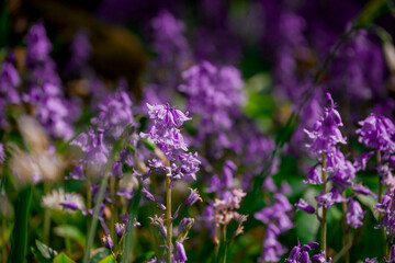 Obraz premium Beautiful spring flowers growing in garden