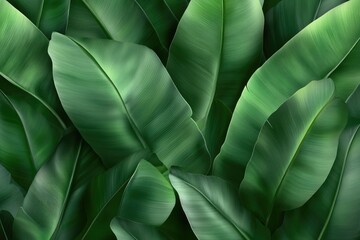 Lush green tropical leaves, close-up.  Intricate veining and varying shades of deep green foliage