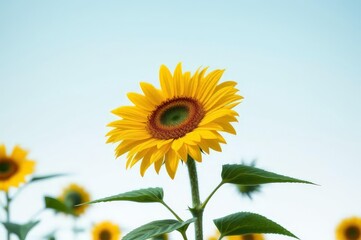 Fototapeta premium Vibrant Sunflower Bouquet for Ukraine