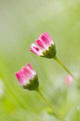 close up of pink white daisies vertical, pink Bellis perennis, daisy flower upright on the meadow, pink daisy upright, blossom of daisies vertical, beautiful meadow with blossoms © Rebecca
